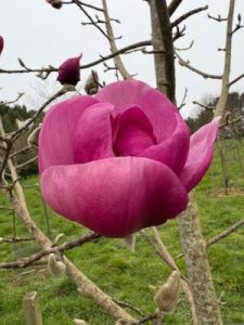 Magnolia ‘Black Tulip’ x M. campbellii ‘Darjeeling