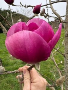 Magnolia ‘Black Tulip’ x M. campbellii ‘Darjeeling