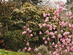 Magnolia ‘Caerhays Splendour’ and Camellia japonica ‘Magnoliaeflora’