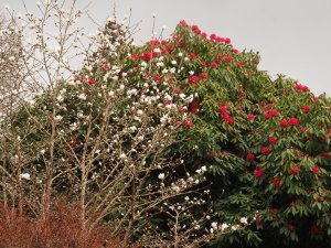 Magnolia × loebneri ‘Wildcat’ and Rhododendron ‘Cornish Red’