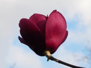 Magnolia ‘Black Tulip’ x M. ‘Caerhays Surprise’