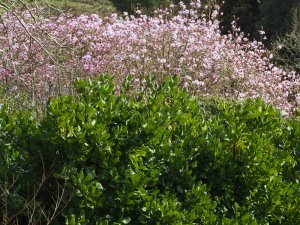 Magnolia dawsoniana and Ilex perado subsp. platyphylla