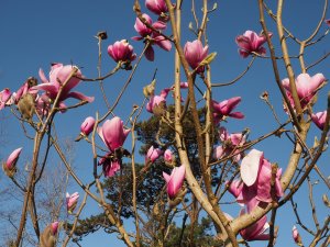 Magnolia ‘Pickard’s Ruby’ x M. ‘J. C. Williams’
