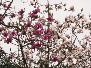 Magnolia ‘Lanarth’ (seedling) and Magnolia campbellii Alba Group (seedling)