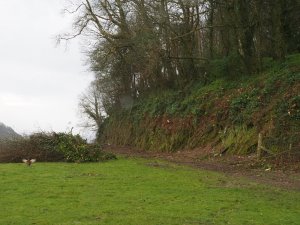 cleared all the sycamore off the bank
