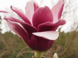 Magnolia ‘Black Tulip’ x M. liliiflora ‘Holland Red’