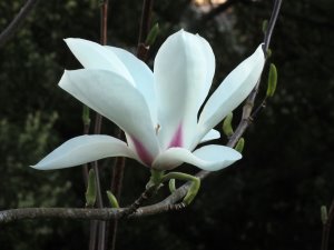 Magnolia ‘Angel’s Landing’