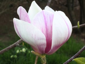 Magnolia ‘Avocet’ (M. x veitchii ‘Isca’ x M. x soulangeana)