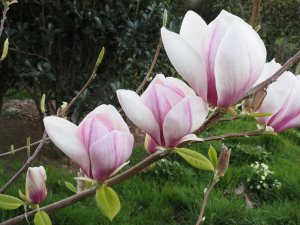 Magnolia ‘Avocet’ (M. x veitchii ‘Isca’ x M. x soulangeana)