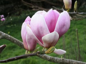 Magnolia ‘Strawberry Shake’ form Lunaplant (M. ‘Purple Globe’ x M. ‘Joe McDaniel’)
