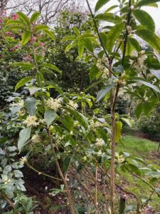 Illicium macranthum (BSWJ 11809)