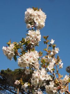 Prunus ‘Umineko’
