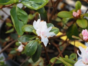 Azalea ‘Takasago’