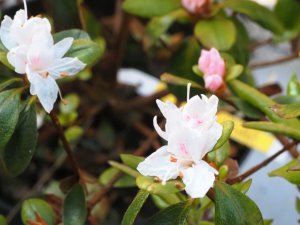 Azalea ‘Takasago’
