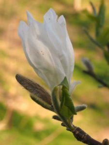 Magnolia kobus ‘Isis’