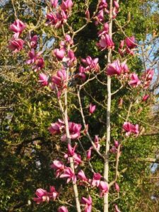 Magnolia ‘Livingstone’