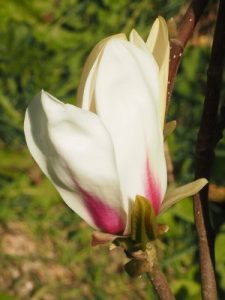 Magnolia ‘Green Diamond’