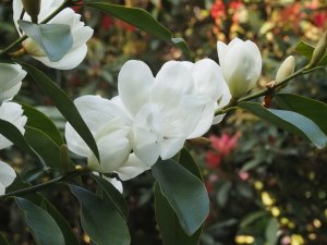 Magnolia Laevifolia x M. maudiae ‘Eternal Spring’