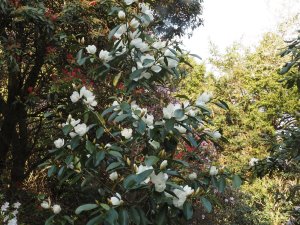 Magnolia Laevifolia x M. maudiae ‘Eternal Spring’