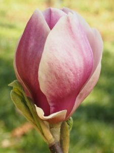 Magnolia ‘Serenade’