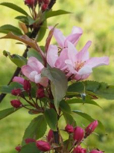 Malus ‘Red Obelisk’