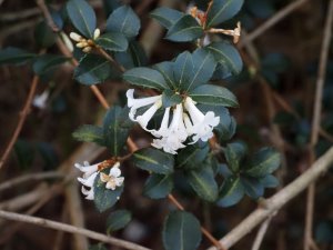 Osmanthus delavayi