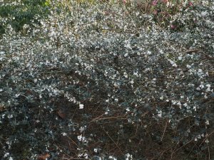 Osmanthus delavayi