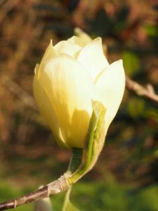 Magnolia BBG 11/6