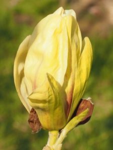 Magnolia ‘Banana Split’