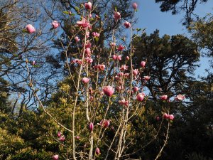 Magnolia ‘Rose Marie’ x ‘M. ‘Black Tulip’