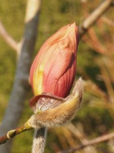 Magnolia ‘String of Pearls’