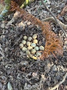 pheasant’s nest
