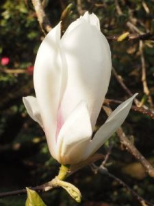 Magnolia × soulangeana ‘Brozzonii’