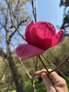 Magnolia ‘Emperor’