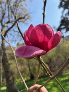 Magnolia ‘Emperor’