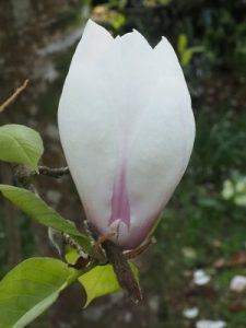 Magnolia × soulangeana ‘Picture’