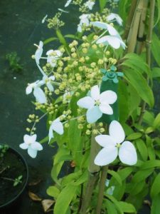 Hydrangea scandens subsp. chinensis