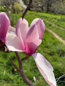 Magnolia ‘Anya’