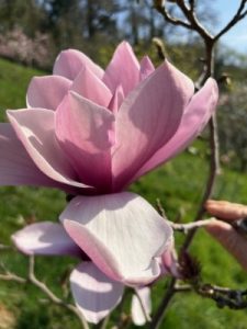 Magnolia ‘Anya’