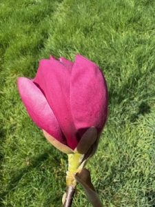 Magnolia ‘Pastel Sunrise’ x M. ‘Genie’