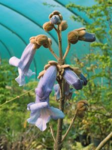 Paulownia tomentosa