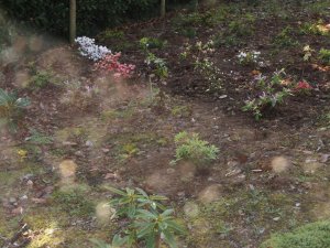 Azaleas and Rhodos