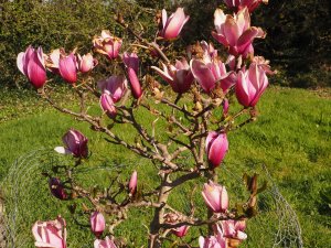 Magnolia ‘Amethyst Flame’