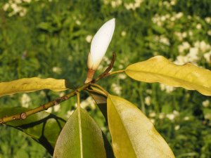 Magnolia cavaleriei var. platypetala