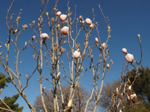 Magnolia ‘Daybreak’ x M. ‘Gold Cup’
