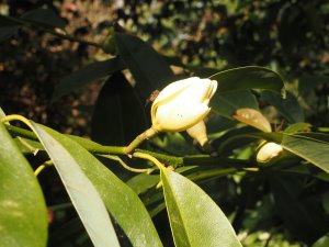 Magnolia ernestii