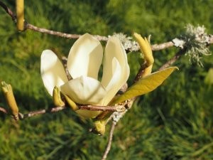 Magnolia ‘Gold Finch’