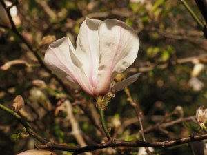 Magnolia kobus ‘Pink Kobus’
