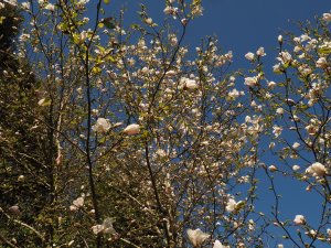 Magnolia kobus ‘Pink Kobus’