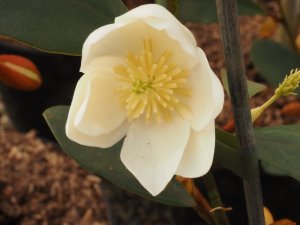 Magnolia laevifolia ‘Honey Velvet’